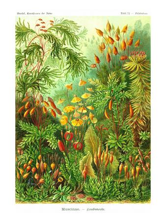 ERNST HAECKEL ACTINAE CORAL ART NEW A4 POSTER GLOSS PRINT LAMINATED